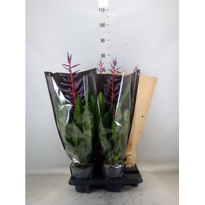 Aechmea  'Blue Rain'