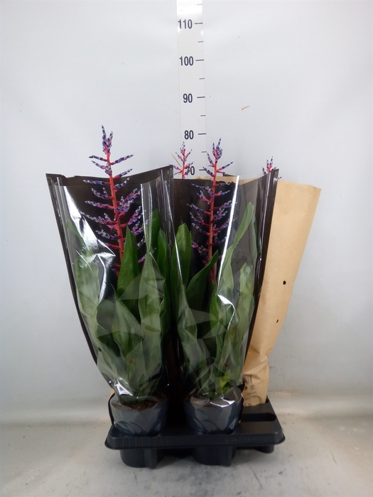 <h4>Aechmea  'Blue Rain'</h4>