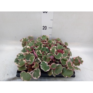 Saxifraga stol. 'Tricolor'