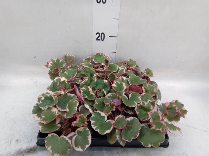 <h4>Saxifraga stol. 'Tricolor'</h4>