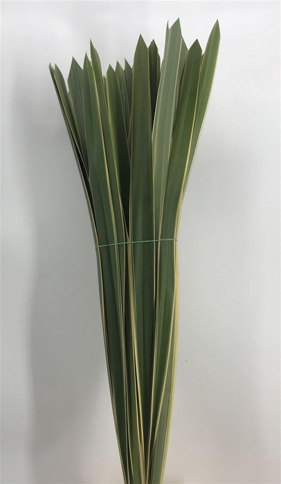 <h4>PHORMIUM T VARIEG EX</h4>