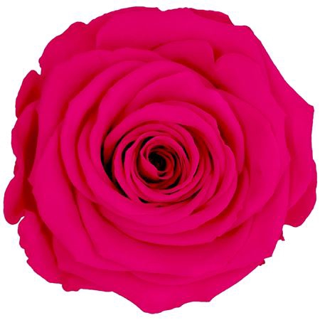 <h4>PRESERVED ROSA LL PIN 03</h4>