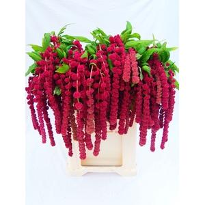 Amaranthus Hang Rosary Koot