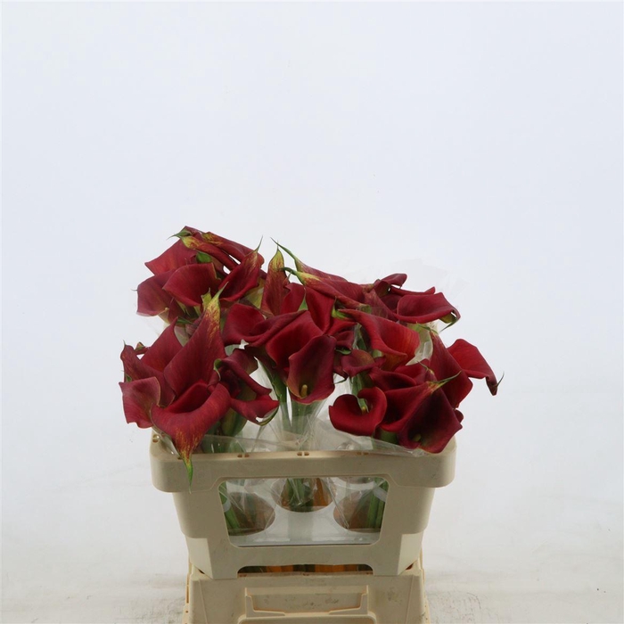 <h4>Calla Bermuda | Dubbelbloemig</h4>