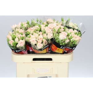 Rosa Tr Sweet Sara X5