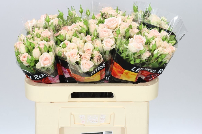 <h4>Rosa Tr Sweet Sara X5</h4>