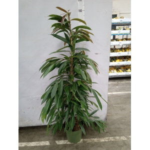 Ficus binn. 'Amstel King'