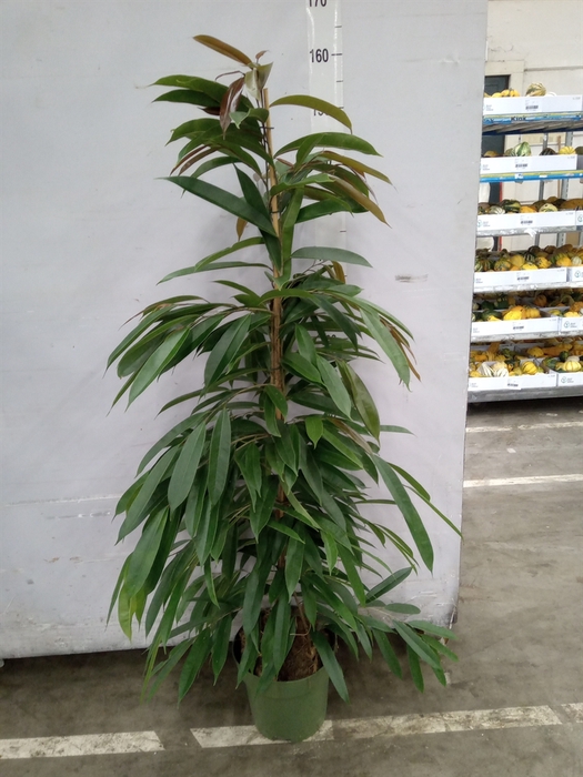 <h4>Ficus binn. 'Amstel King'</h4>