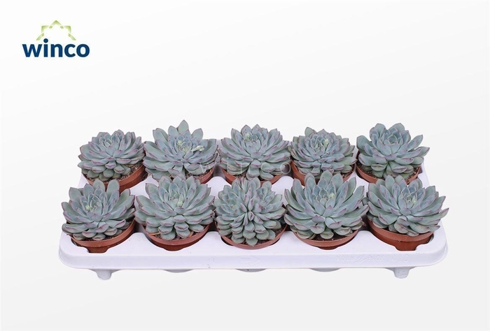 <h4>Echeveria Pink Edge</h4>