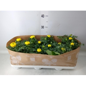 Ranunculus  'Sprinkles Yellow'