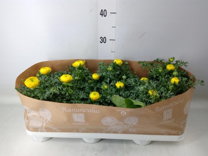 <h4>Ranunculus  'Sprinkles Yellow'</h4>