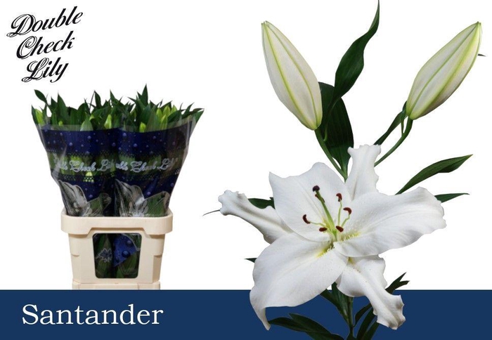 <h4>LI OR SANTANDER 3+</h4>