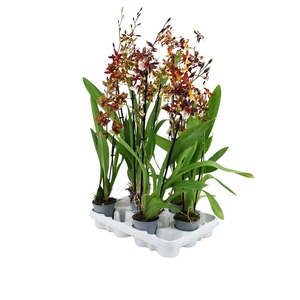 Inca Odontoglossum mix 2 spike XL