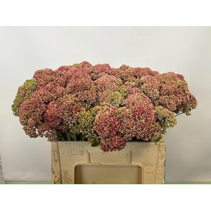 Sedum Spectabile