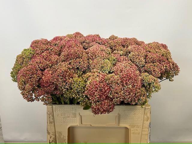 <h4>Sedum Spectabile</h4>