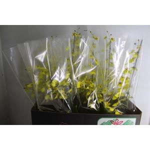 ONCIDIUM ALOHA P15