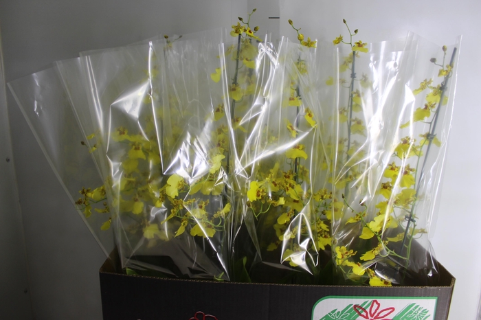 <h4>ONCIDIUM ALOHA P15</h4>