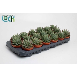 Echeveria Hookeri