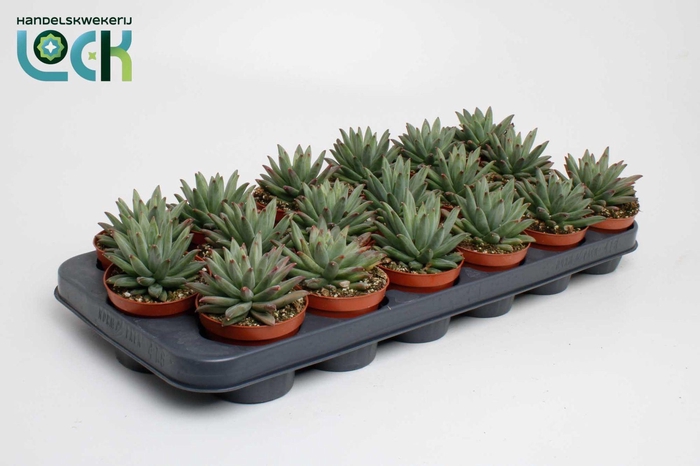 <h4>Echeveria Hookeri</h4>