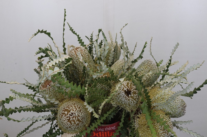 <h4>Banksia Speciosa</h4>