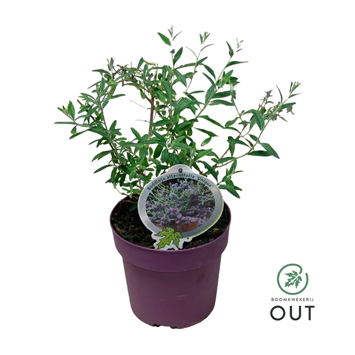 <h4>Buddleja alternifolia Unique C3 25-30</h4>