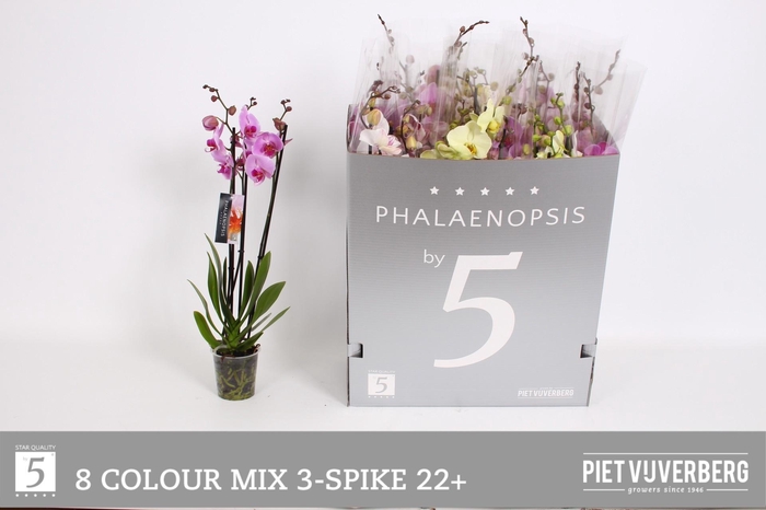 <h4>PHAL GEM 8 KL</h4>