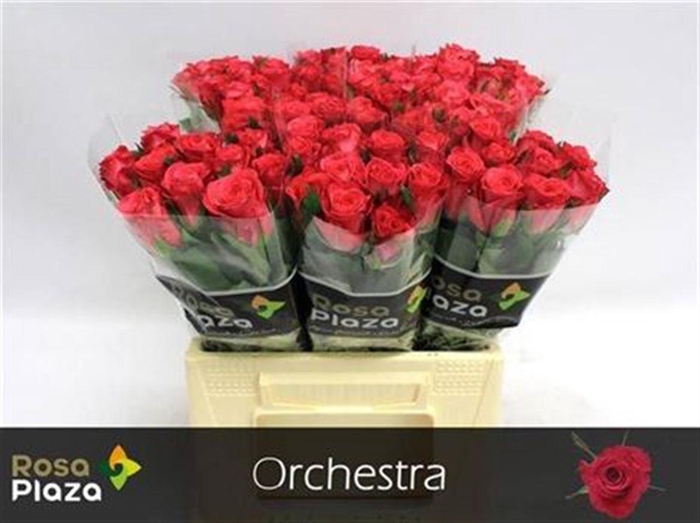 <h4>R Gr Orchestra</h4>