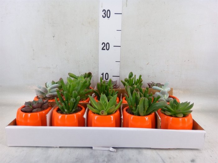 <h4>Succulents   ...</h4>