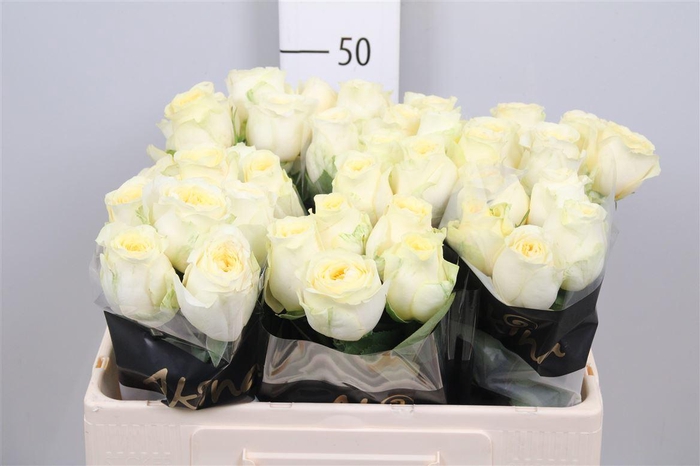 <h4>R Gr Buttercup</h4>