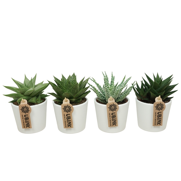 <h4>Aloë/Haworthia mix 9 cm in 'Wit Potje'</h4>