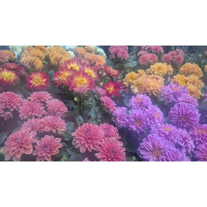 DAHLIA MIXK 5 KL