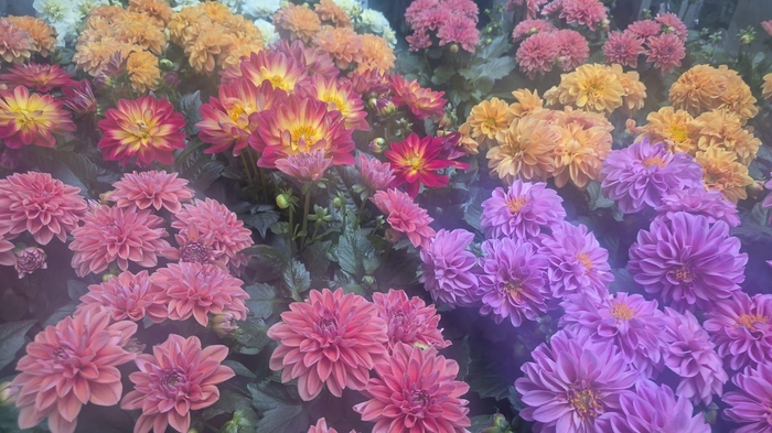 <h4>DAHLIA MIXK 5 KL</h4>