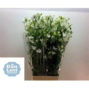 DELPH EN M SIL WHITE