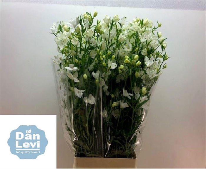 <h4>DELPH EN M SIL WHITE</h4>