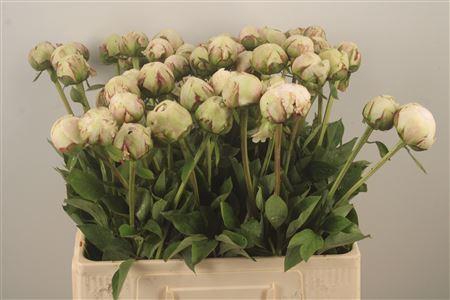 <h4>Paeo L Odile Ex</h4>