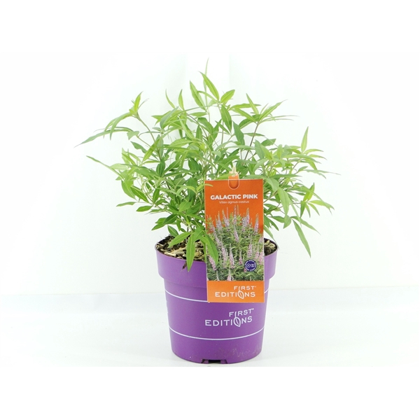 <h4>Vitex agn. Galactic Pink (First Editions®)</h4>