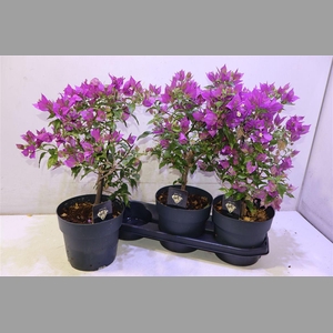 Bougainv Alexandra