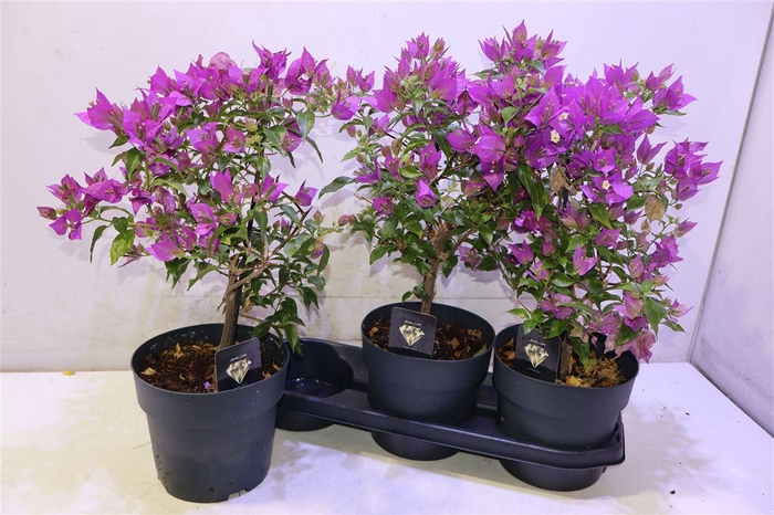 <h4>Bougainv Alexandra</h4>