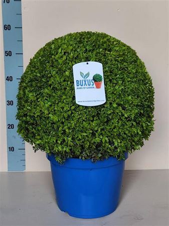 <h4>Buxu Sempervirens Bol 45cm</h4>
