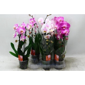 PHAL EL CASCADE