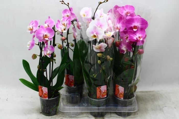 PHAL EL CASCADE