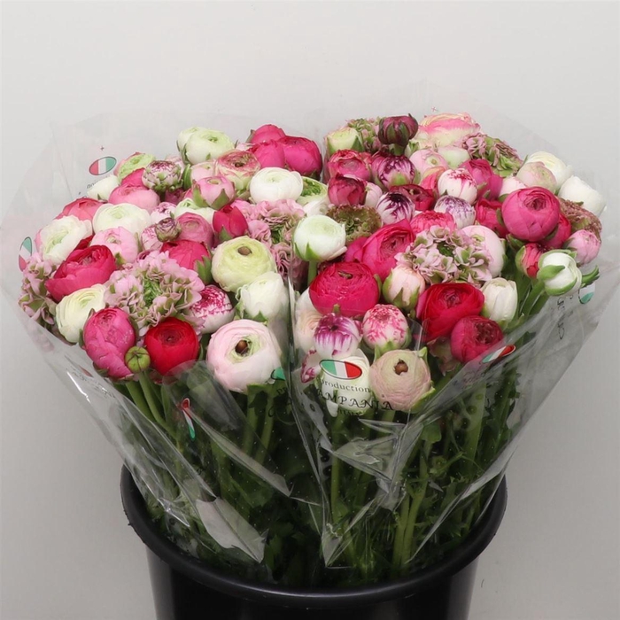 <h4>Ran El Pastel Mix</h4>