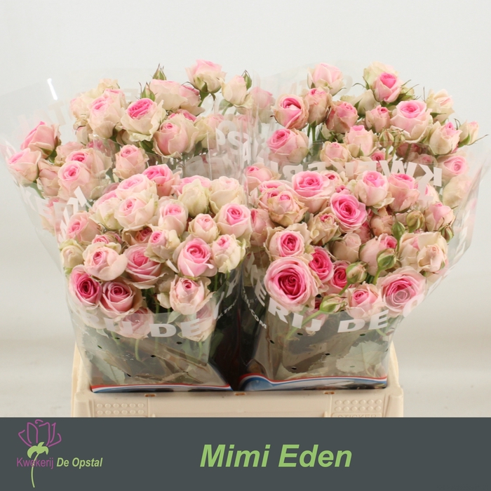 <h4>R TR MIMI EDEN</h4>