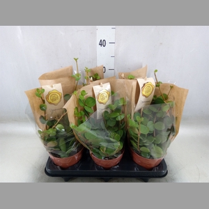 Peperomia tetraphylla 'Hope'