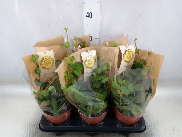 <h4>Peperomia tetraphylla 'Hope'</h4>