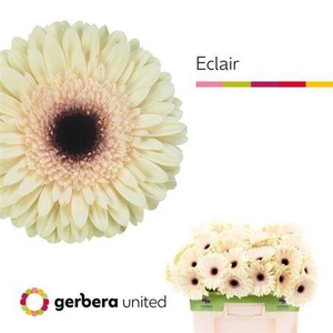 Ge Gr Eclair