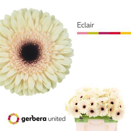 <h4>Ge Gr Eclair</h4>