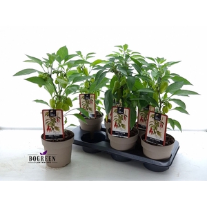 PEPER PLANTEN