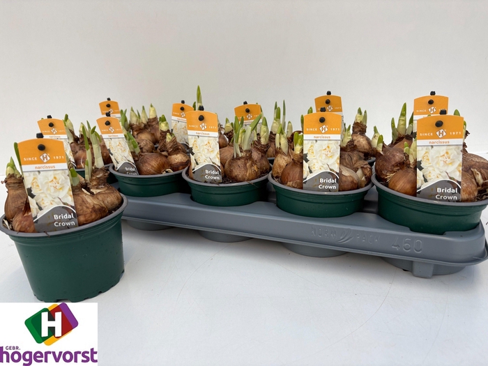 <h4>NARC D BRIDAL CROWN</h4>