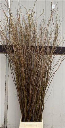 <h4>Salix Kronkelwillow</h4>